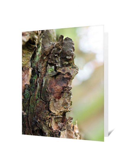 Trees Greeting Cards